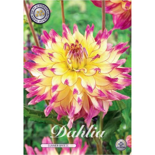 Dahlia, Summer Breeze