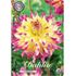 Dahlia, Summer Breeze