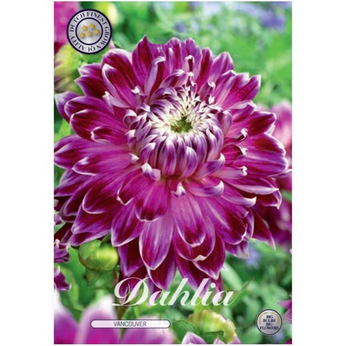 Dahlia, Vancouver