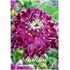Dahlia, Vancouver