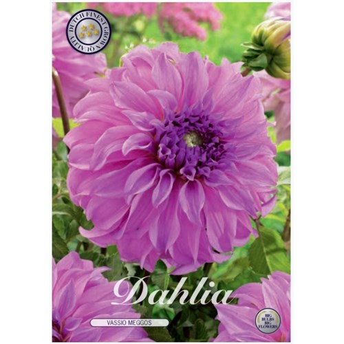 Dahlia, Vassio Meggos