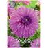 Dahlia, Vassio Meggos