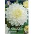 Dahlia, White Perfection