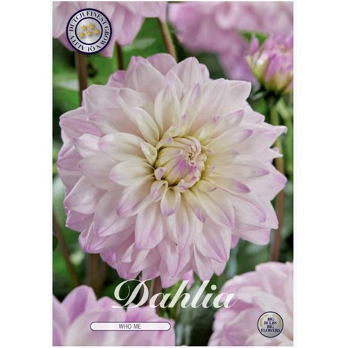 Dahlia, Who Me