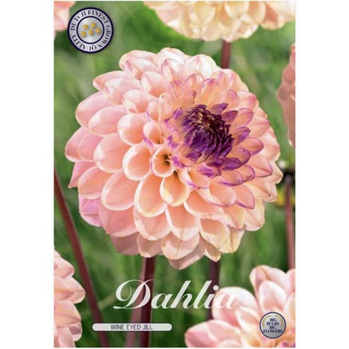 Dahlia, Wine eyed Jill