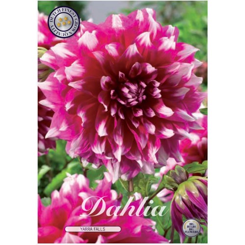 Dahlia, Yarra Falls