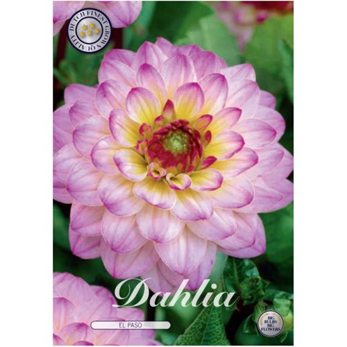 Dahlia, El Paso