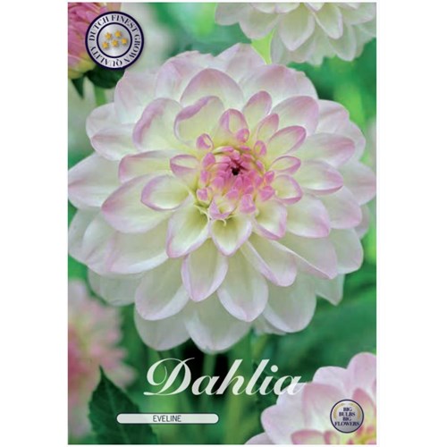 Dahlia, Eveline