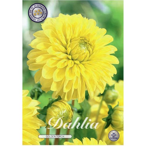 Dahlia, Golden Torch