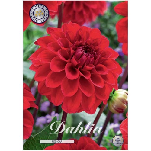 Dahlia, Red Cap