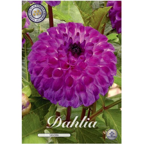 Dahlia, Sandra