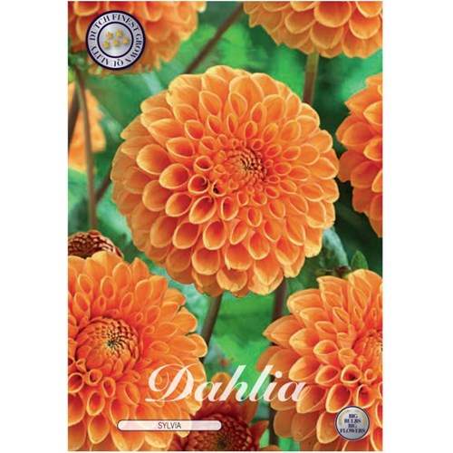 Dahlia, Silvia