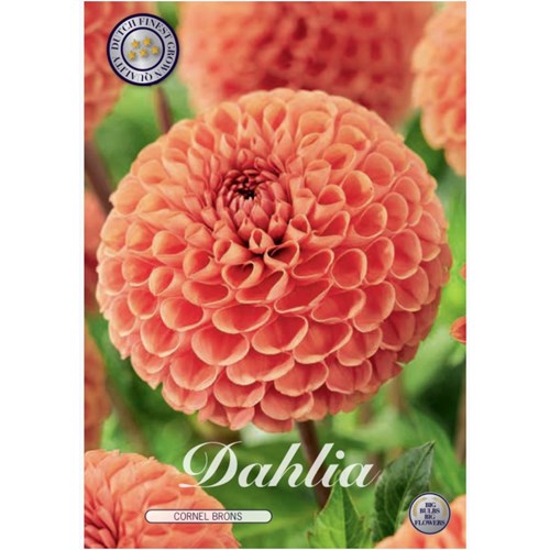 Dahlia, Cornel Brons