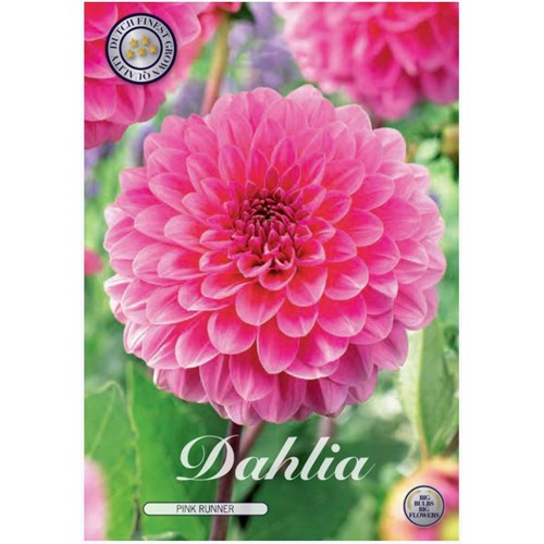 Dahlia, Pink Runner