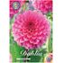 Dahlia, Pink Runner