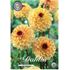 Dahlia, Yellow Jill