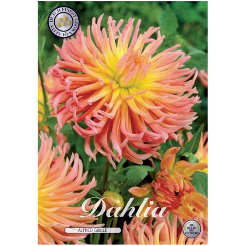 Dahlia, Alfred Grille