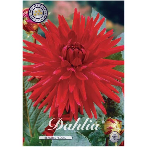 Dahlia, Berger´s Record