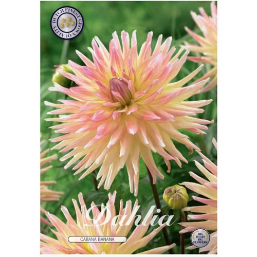 Dahlia, Cabana Banana