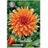 Dahlia, Color Spectacle