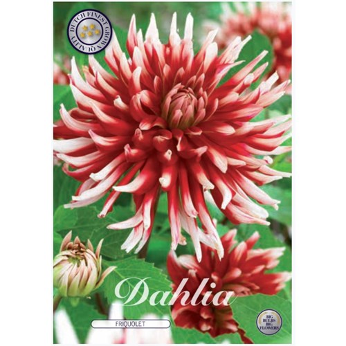 Dahlia, Friquolet