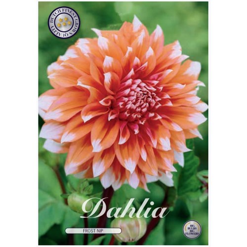 Dahlia, Frost Nip