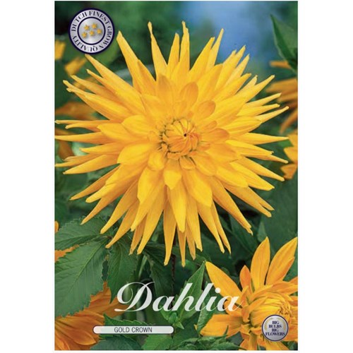 Dahlia, Gold Crown