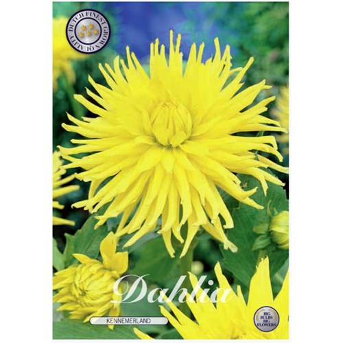 Dahlia, Kennemerland