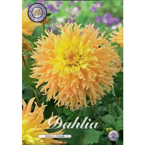Dahlia, Mingus Joshua