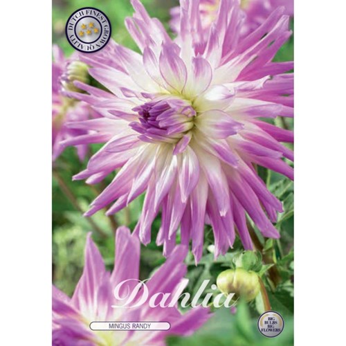 Dahlia, Mingus Randy