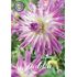 Dahlia, Mingus Randy