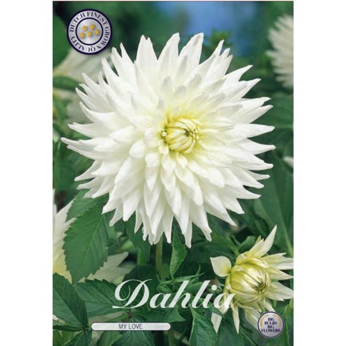 Dahlia, My Love