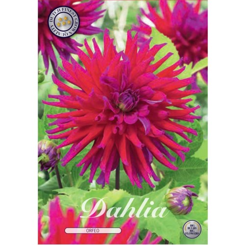 Dahlia, Orfeo