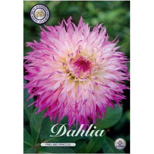 Dahlia, Pinelands Princess