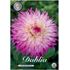 Dahlia, Pinelands Princess