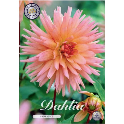 Dahlia, Preference