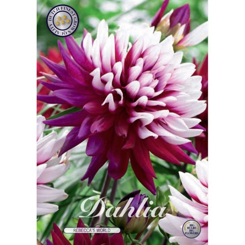 Dahlia, Rebecca´s World