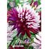 Dahlia, Rebecca´s World