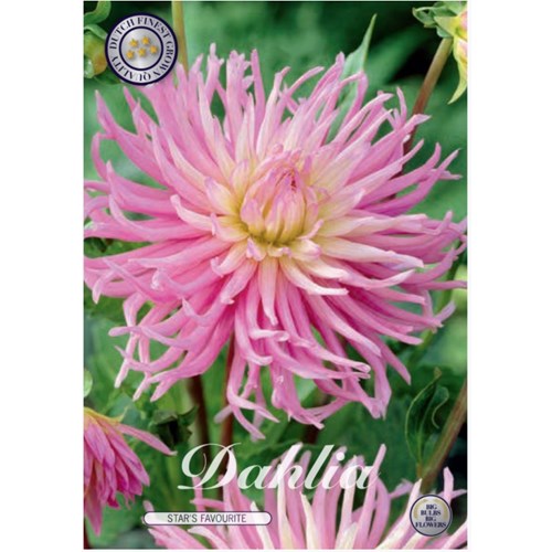 Dahlia, Stars Favourite