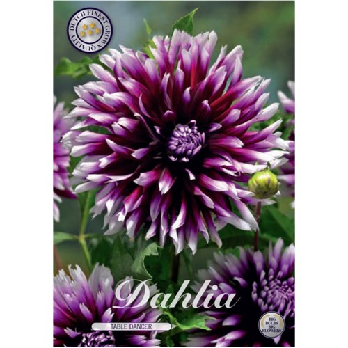 Dahlia, Table Dancer