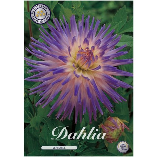 Dahlia, Veritable