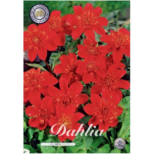 Dahlia, Inca