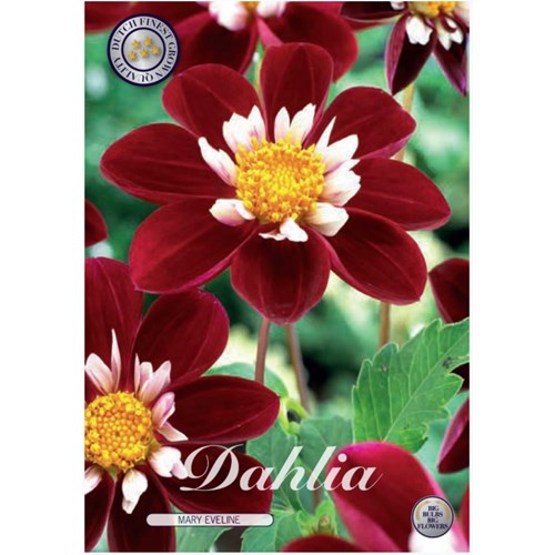 Dahlia, Mary Eveline