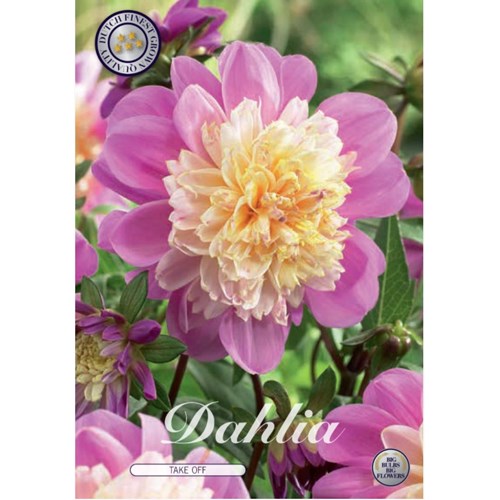 Dahlia, Take off