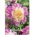 Dahlia, Take off