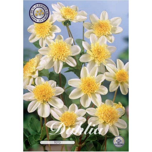 Dahlia, Toto