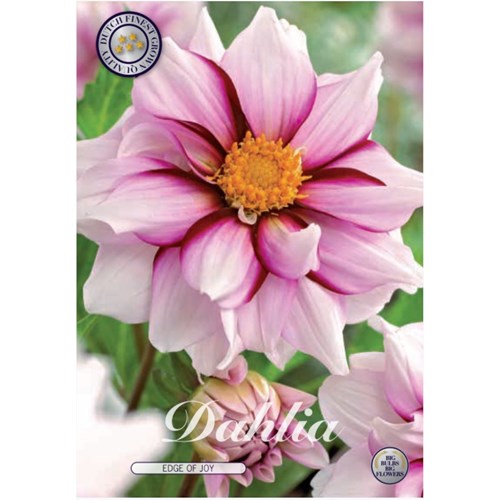 Dahlia, Edge of Joy