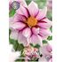 Dahlia, Edge of Joy