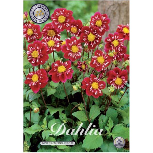 Dahlia, Fantastico
