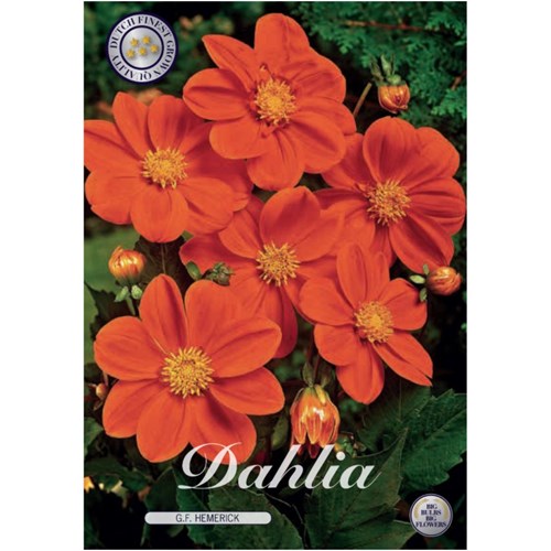 Dahlia, G.F Hemerick